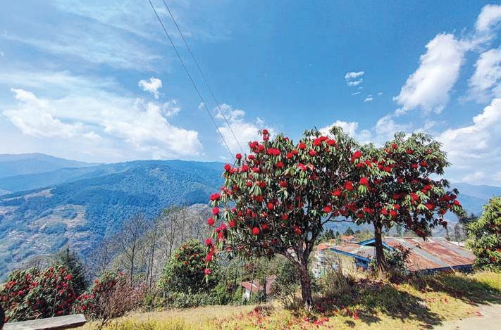 রডোডেনড্রনের দেশে