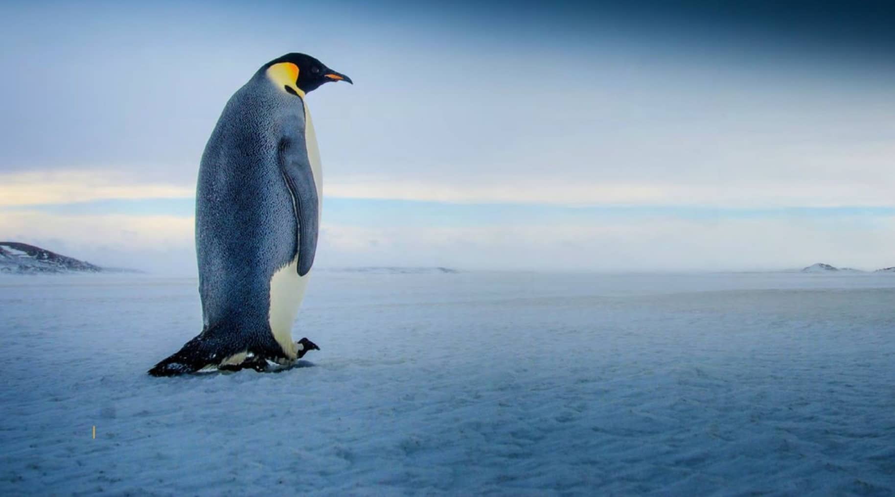 Antarctica