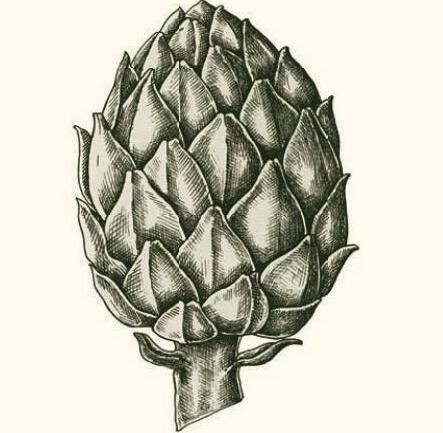 Globe artichoke (Cynara cardunculus - previously C. scolymus)