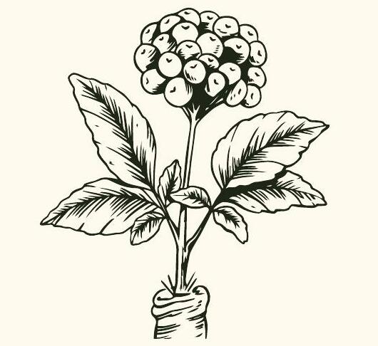 Siberian ginseng (Eleutherococcus senticosus)