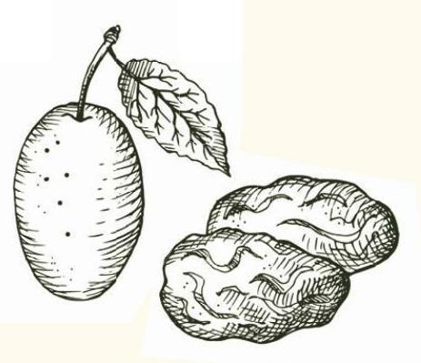 Prunes (Prunus domestica)