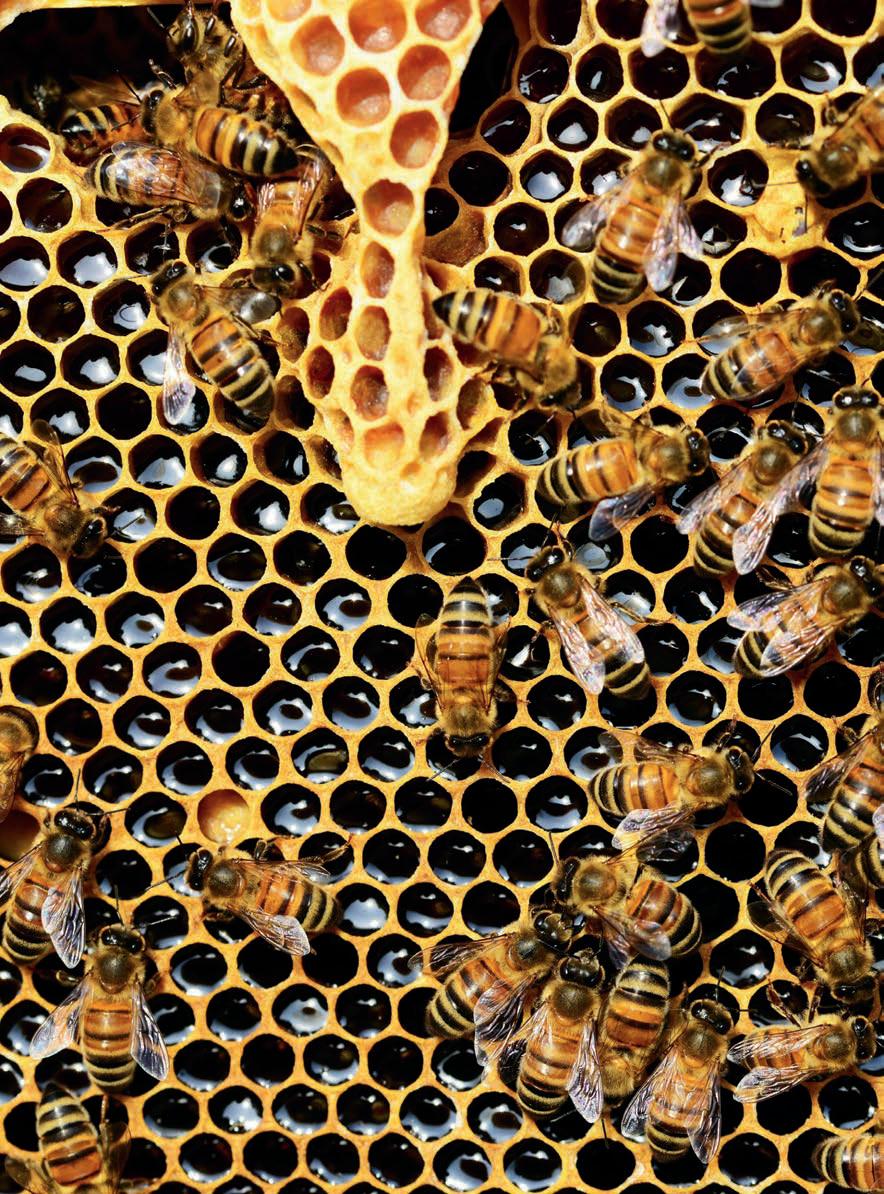 The lightness of bee-ing