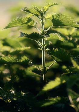 Nature's beauty herb: nettle