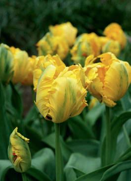 Dancing through the spring garden