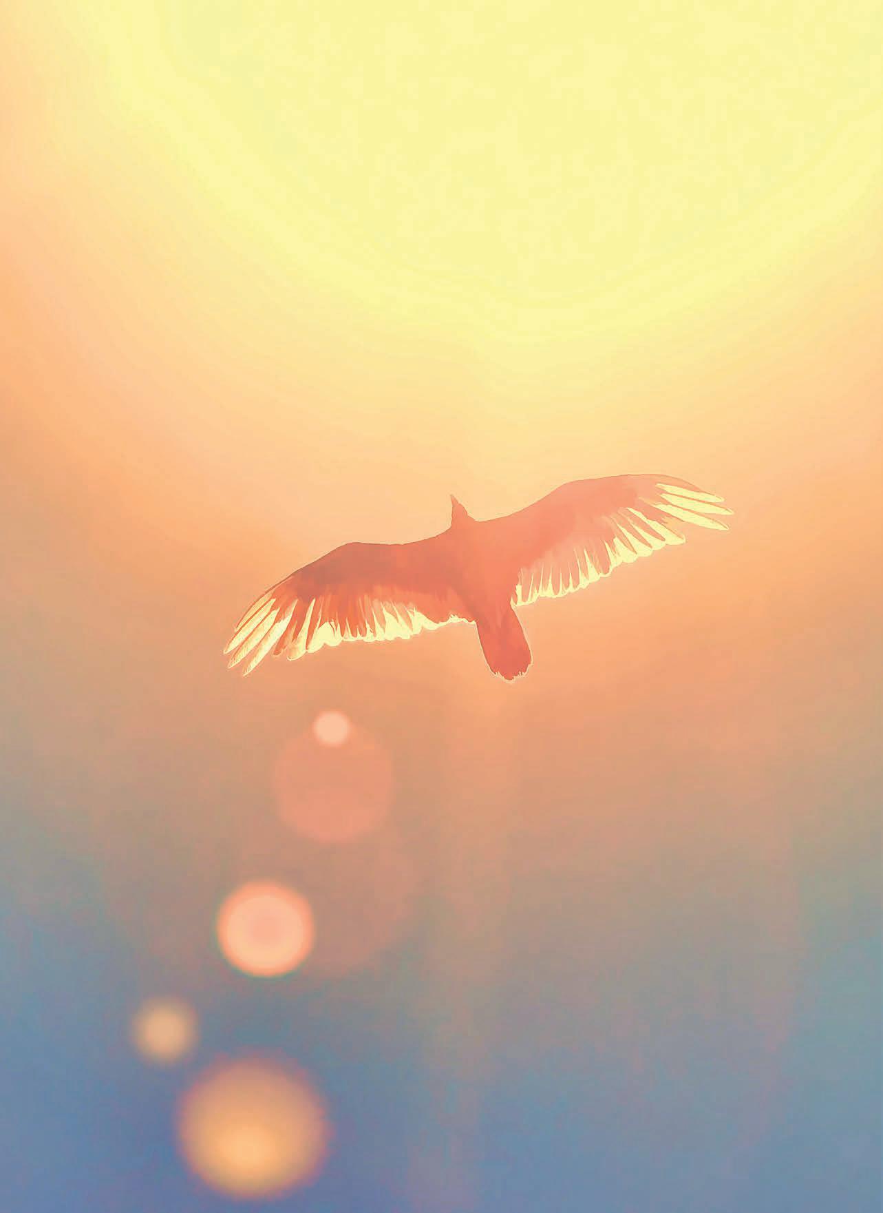 WHERE CONSCIOUSNESS LINGERS