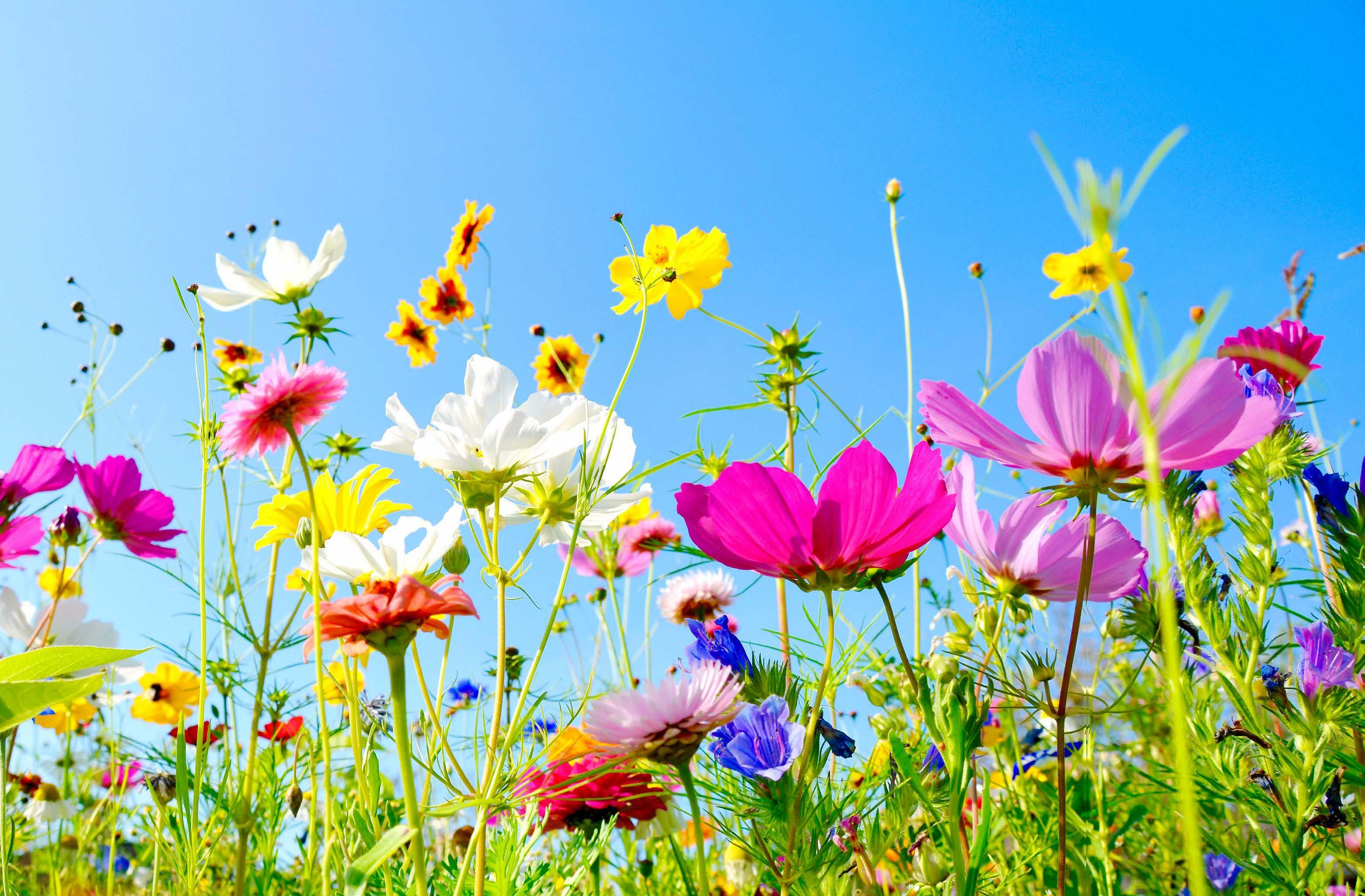 FLOWER POWER