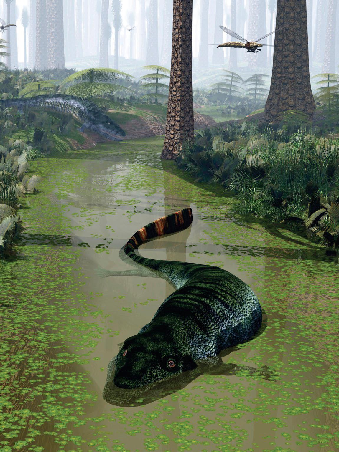 PRIMEROS VERTEBRADOS TERRESTRES LA CONQUISTA DE LA TIERRA