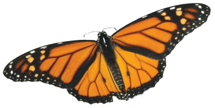 LA MARIPOSA MONARCA