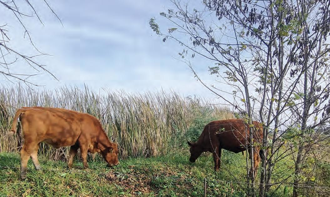 The indispensable role of minerals in ruminant nutrition