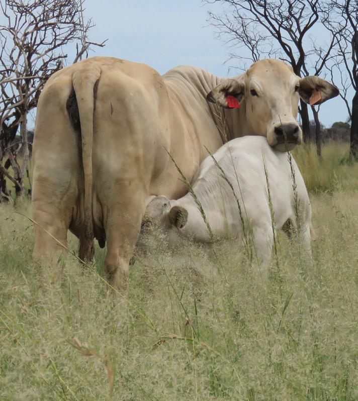 Crossbreeding as a tool in the Brahman toolkit