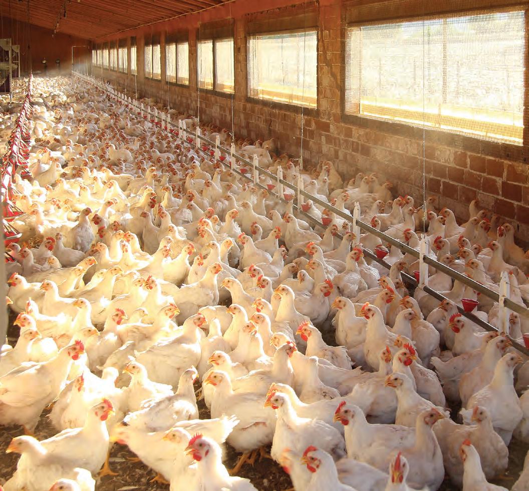 Biosecurity on a chicken farm