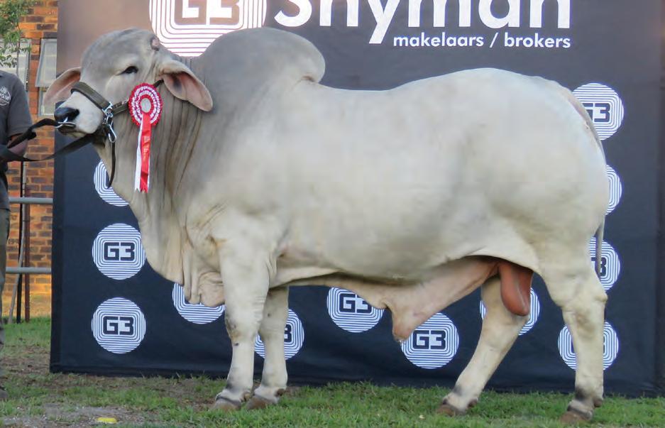 WGM Brahmans: Harnessing hybrid vigour