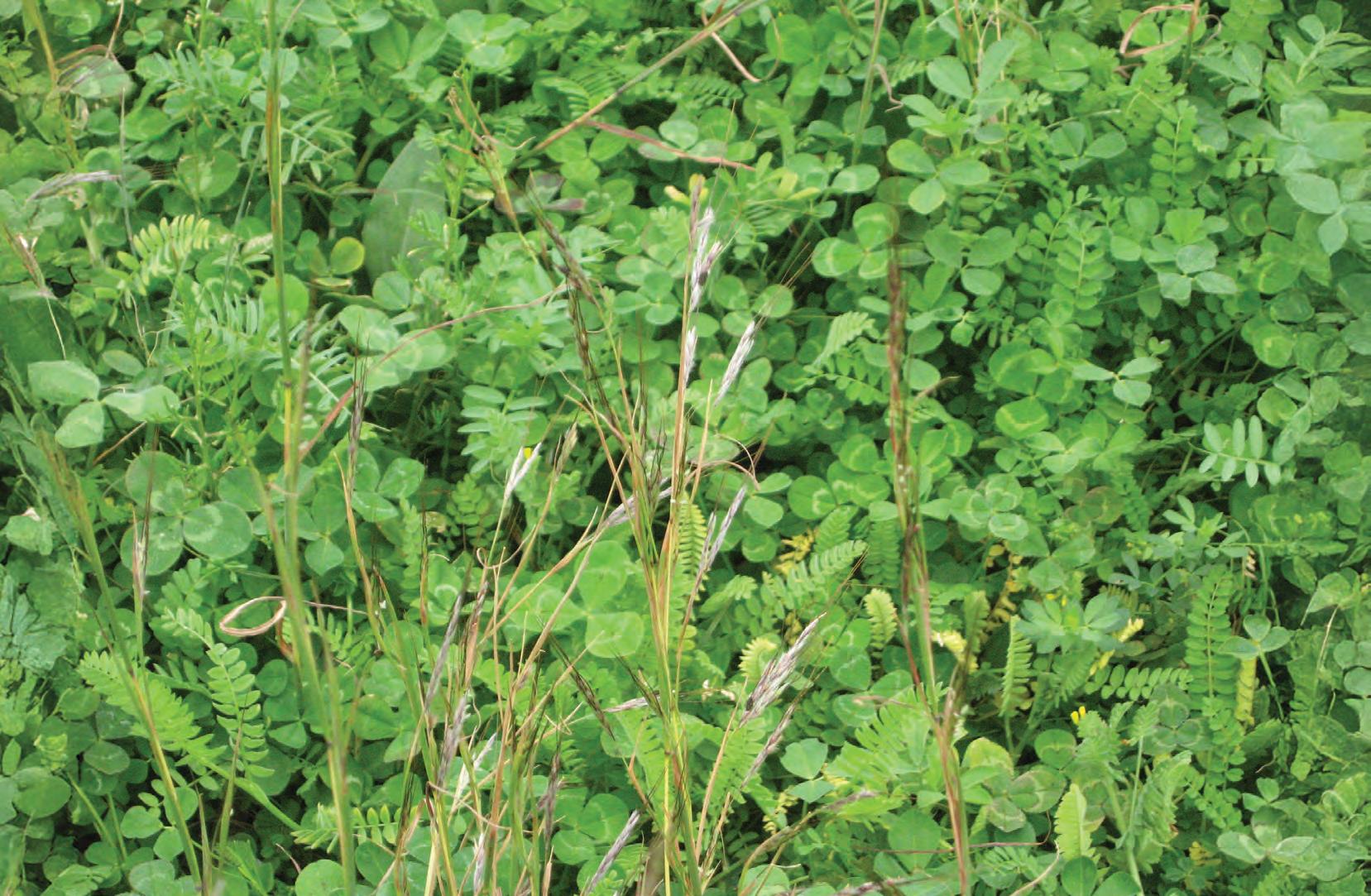 Making the most of winter greenfeed for sheep