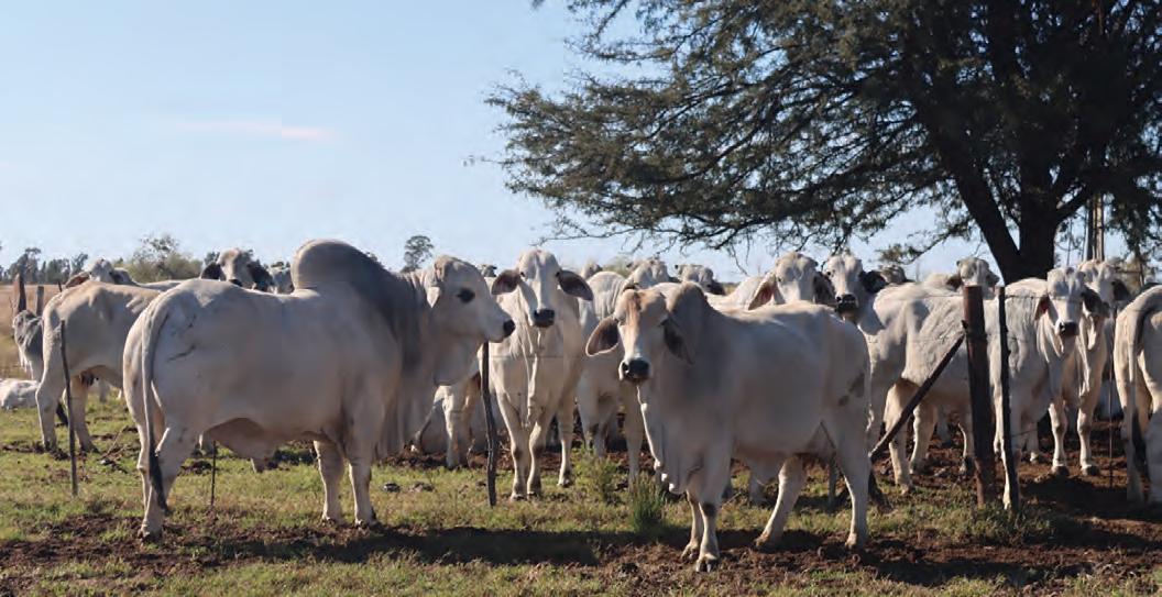 Stockmanship comes from knowledge and heart