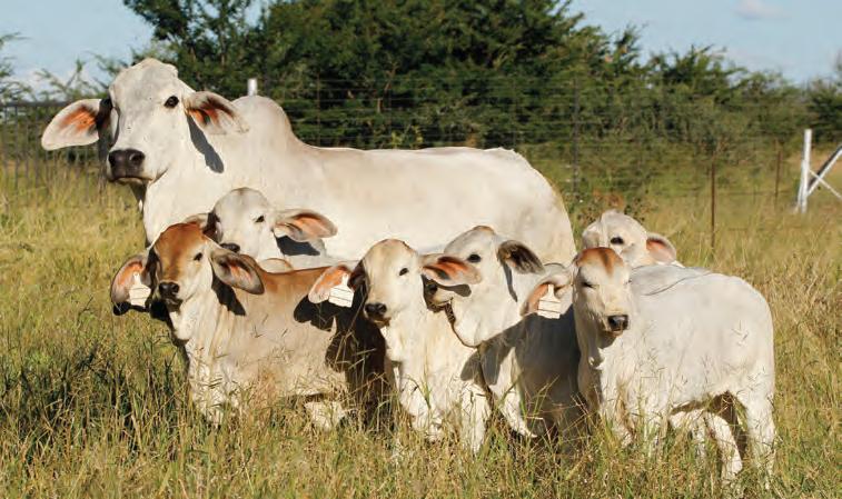 Brahman genetics: Promoting the 'ideal' animal