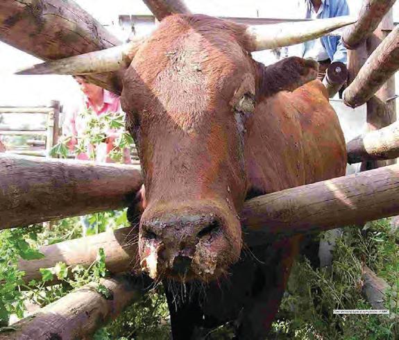 When malignant catarrhal fever rears its head in cattle herds