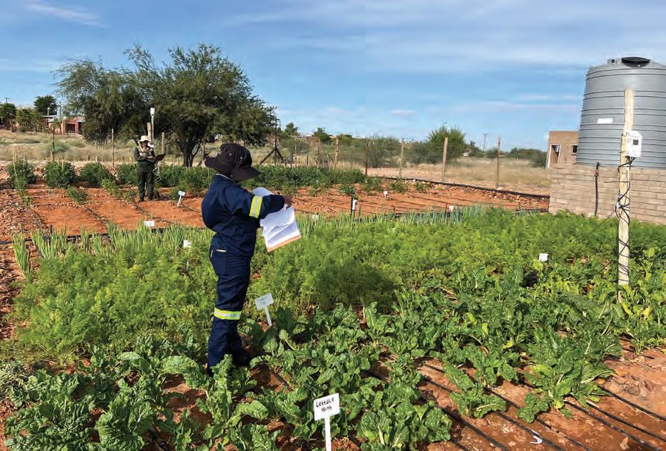 Lessons from the field: Crop challenges in the arid Northern Cape region