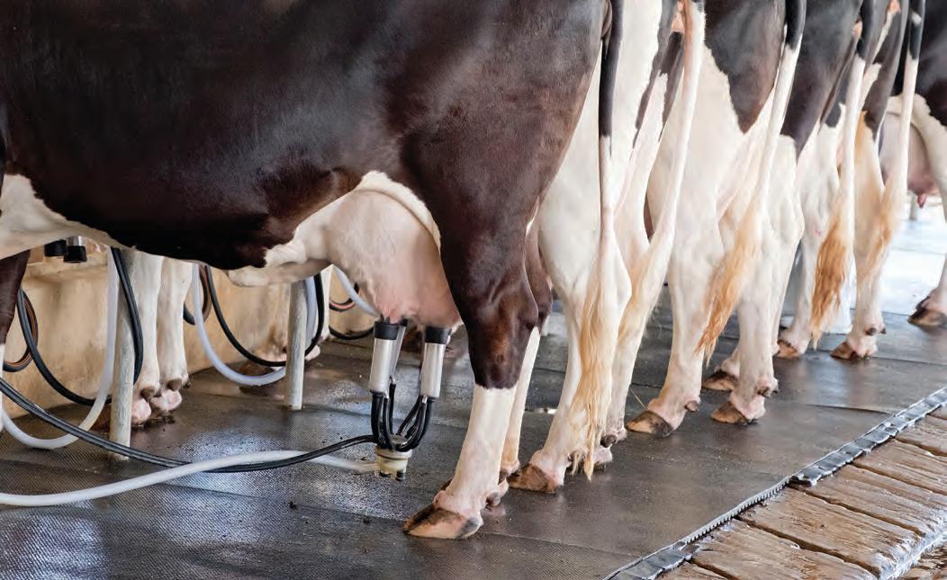 Impact of the lactoperoxidase system on FMD virus in raw milk