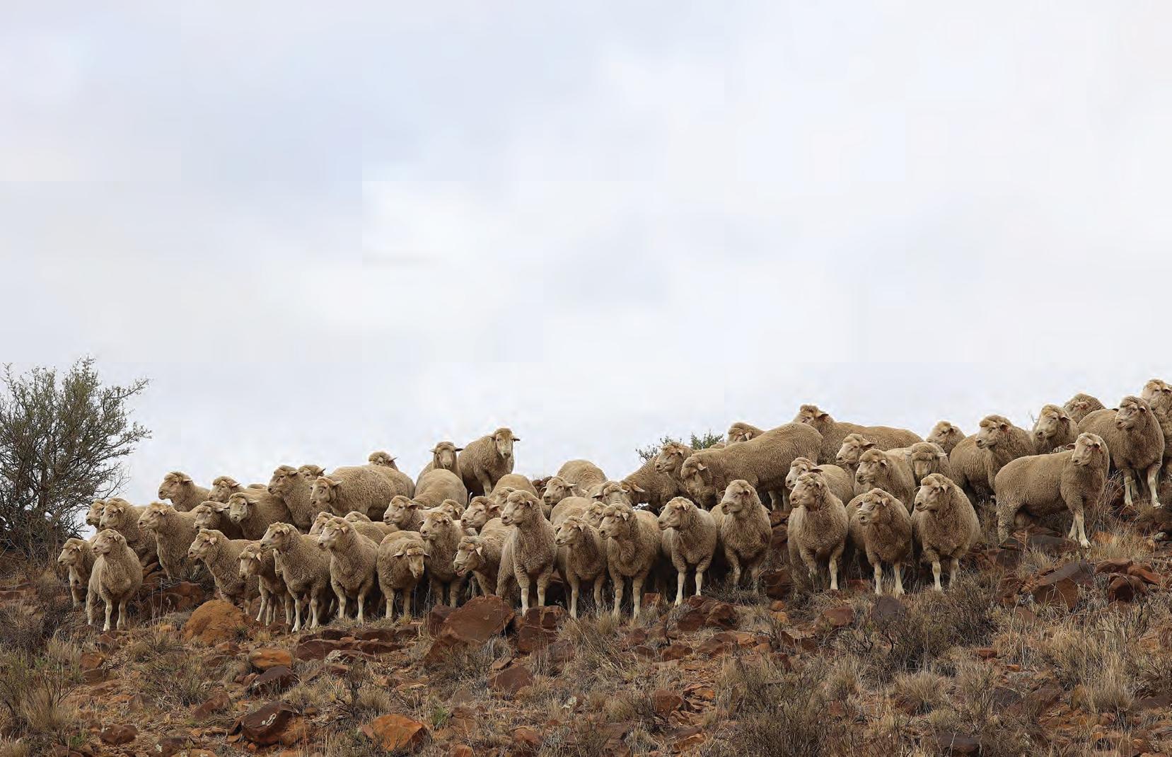 The Grootfontein Dohne Merino stud: Research for definitive answers
