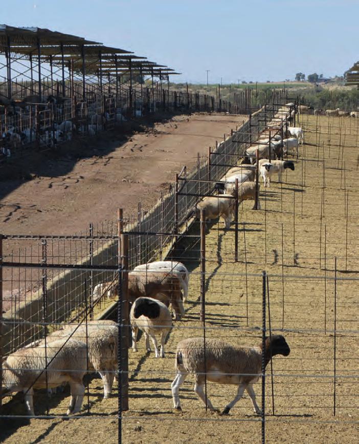 Lamb feedlot mortalities: The rumen development link