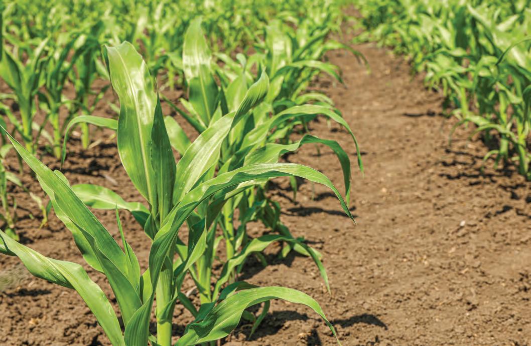 Adjusting planting windows for crop resilience in a changing climate