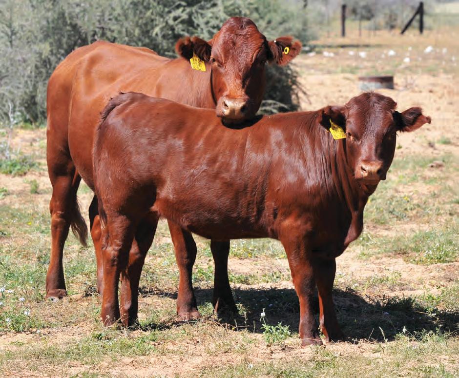Optimising winter feed strategies for next season's calf crop
