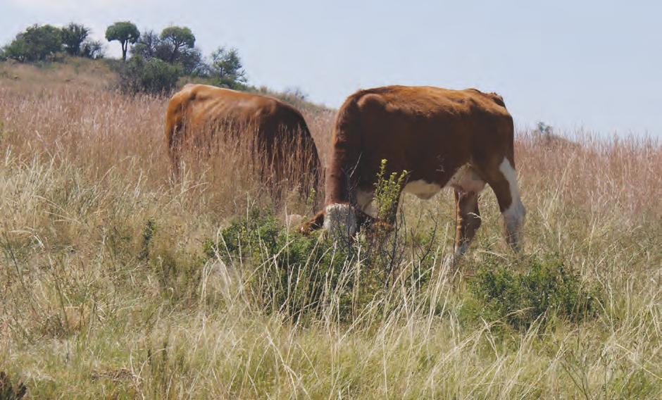 Supplementary nutrition on veld
