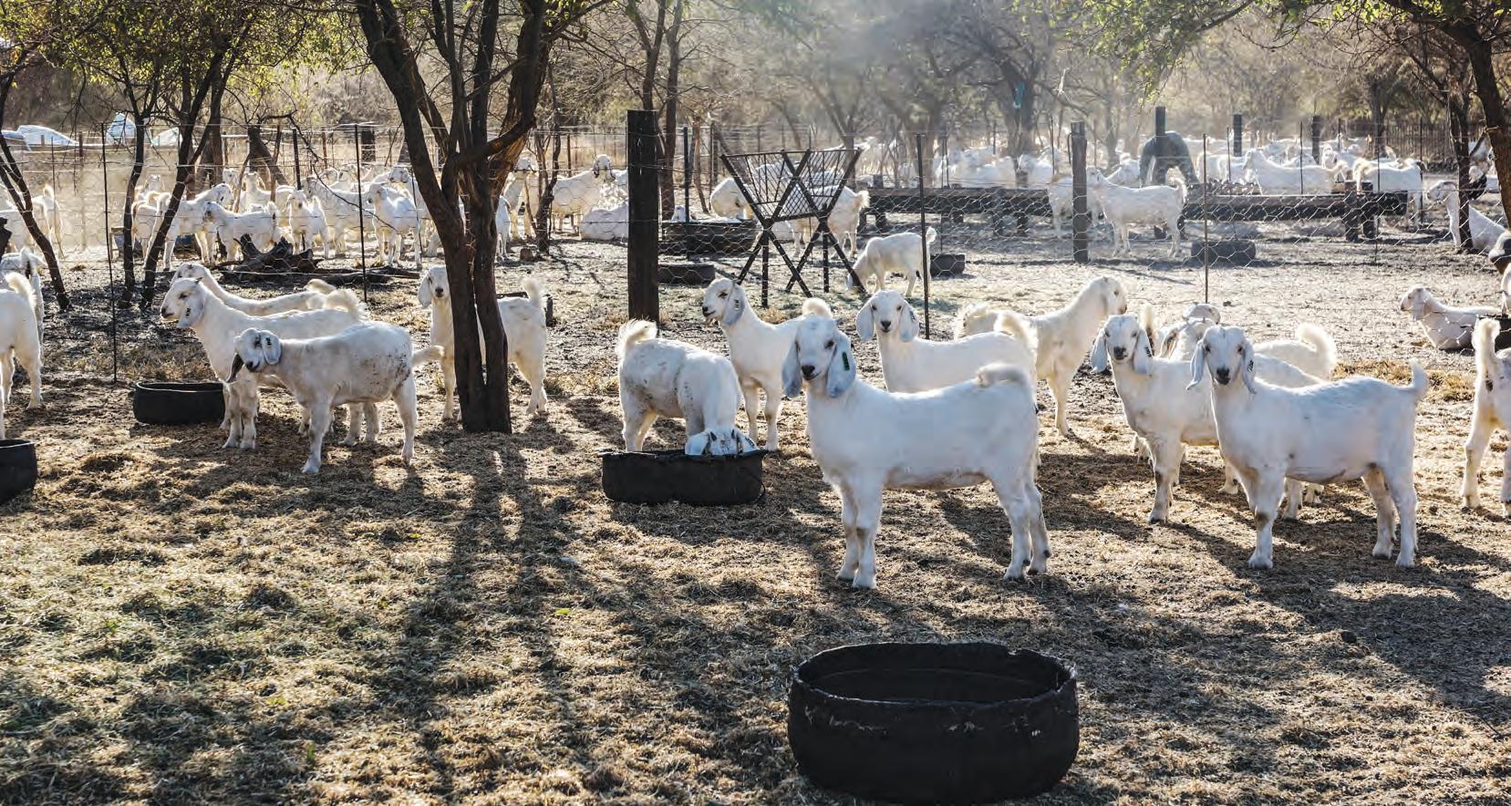 Savannas thrive on a Thaba game farm