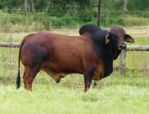 Bull subfertility: How to minimise the risk