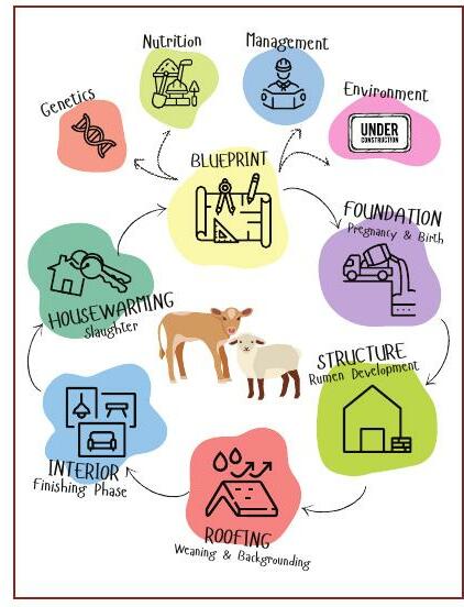 Brick by brick: Feeding a ruminant from birth to slaughter