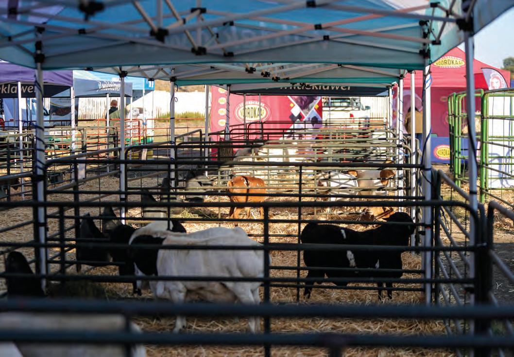 Northern Cape festivities put red meat in the spotlight