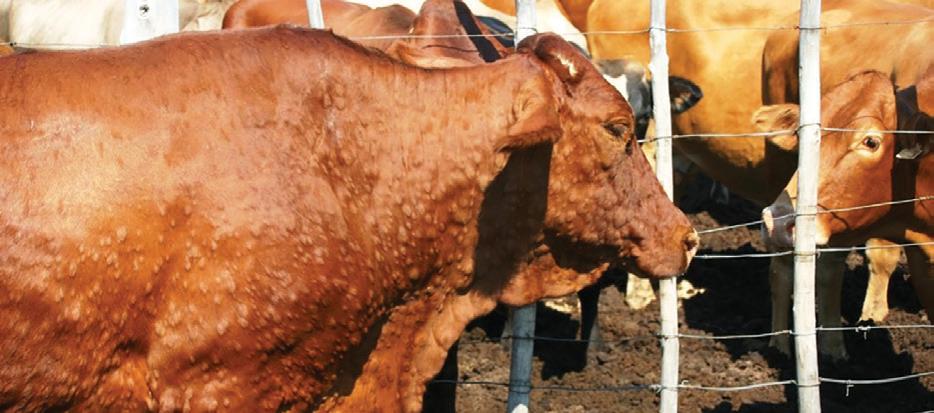 Strategic prevention of TDS and LSD