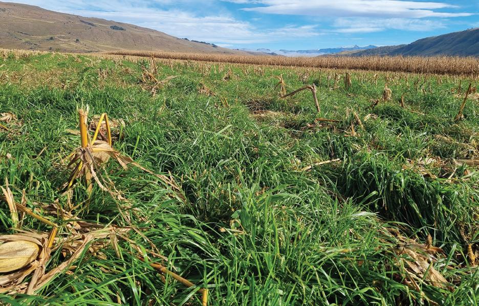 The value of cover crops in crop rotation systems