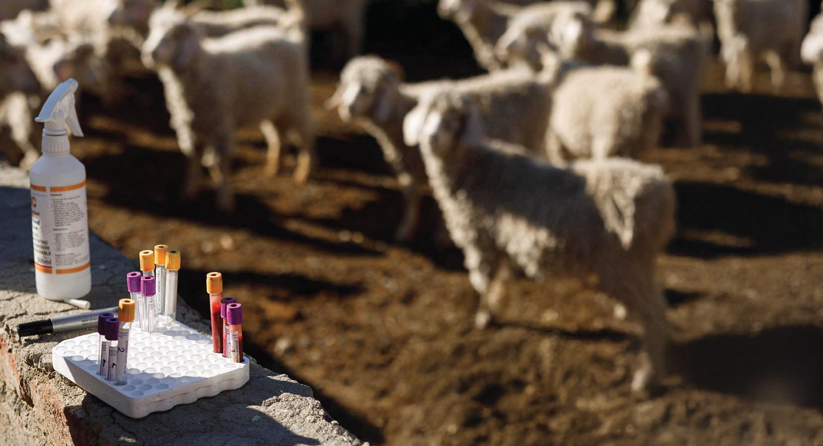 A decade of disease surveillance in Angora goats