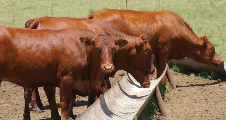 Every bite counts: Precision nutrition for optimal production