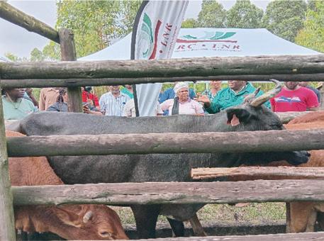 Imfuyo-yami Ingumcebo Wami: Livestock as a legacy of wealth and wisdom