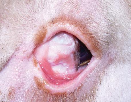 Wireworm management in small stock