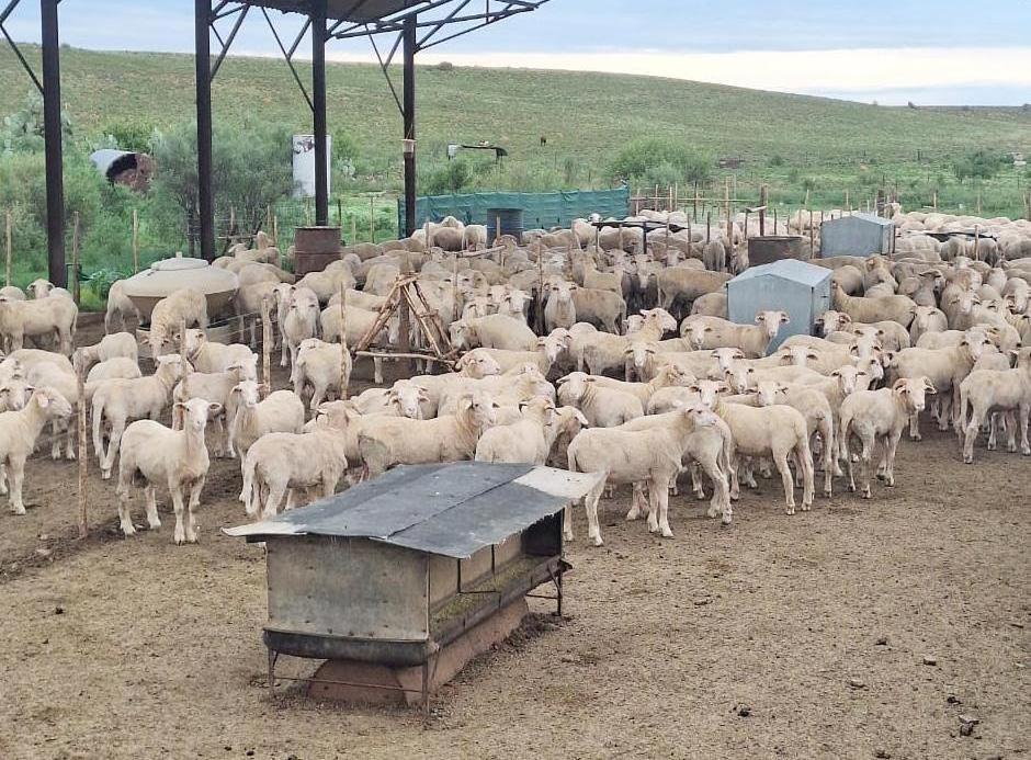 Vertical gains in the lambing pen: It's not just about the numbers
