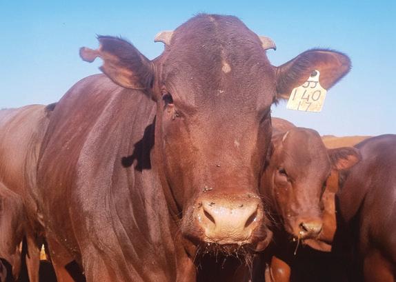 Flies and blowflies: A serious threat to cattle health