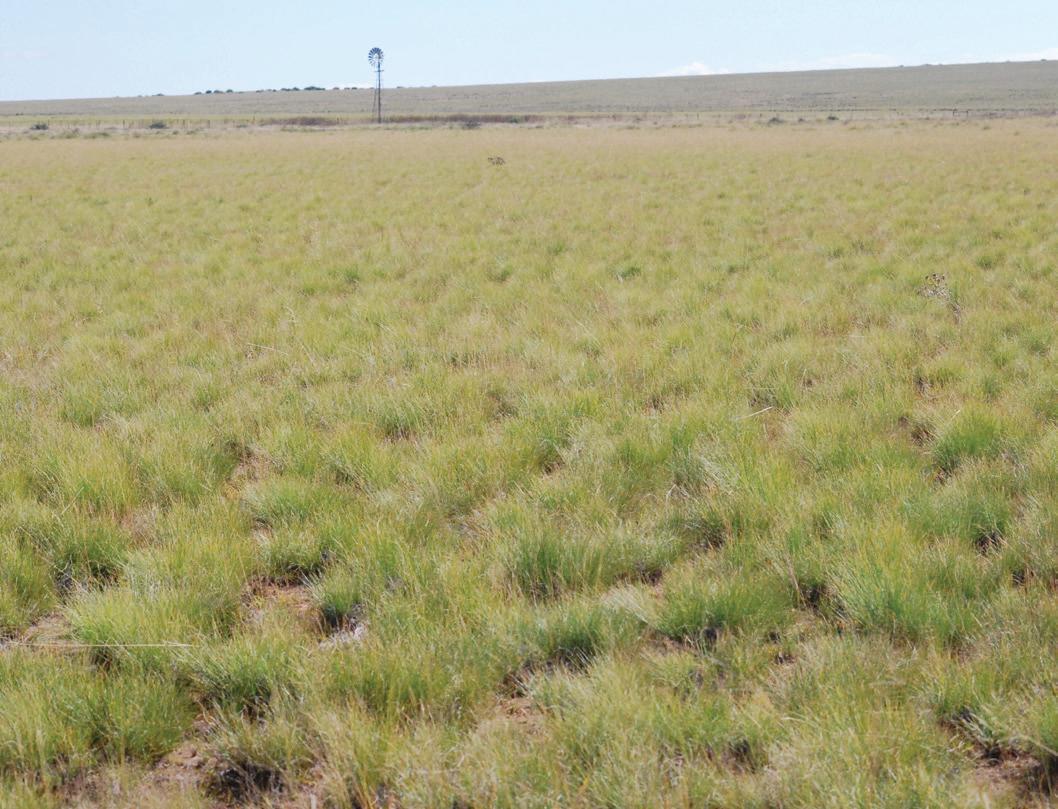 Heat stress: Managing high temperatures on livestock farms