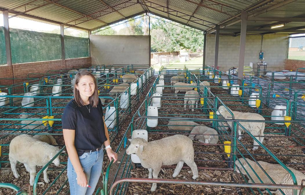 The effect of iucerne hay quaiiiy on feedlot lambs