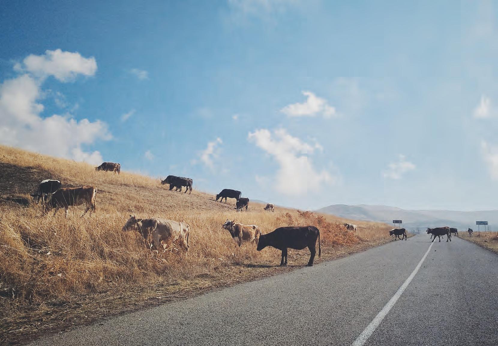 Stray livestock: Why kraaling them matters