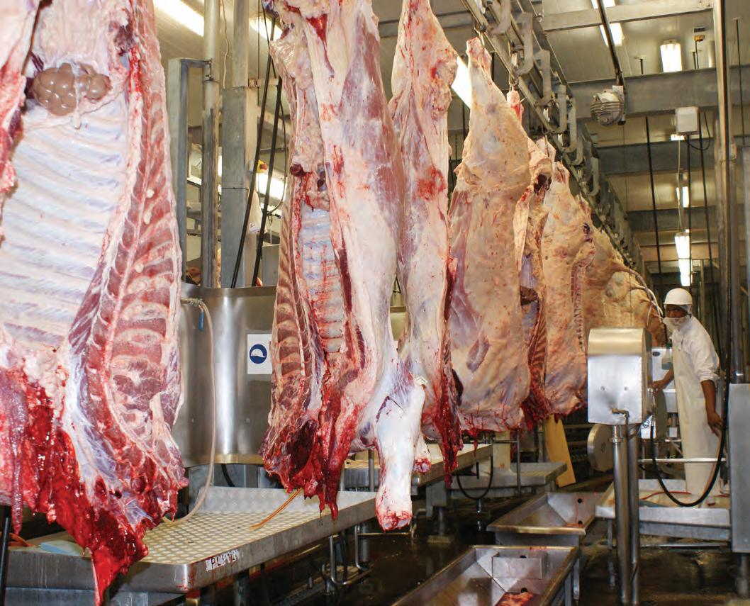 Abattoirs: The hidden pulse of meat safety | Stockfarm - business ...