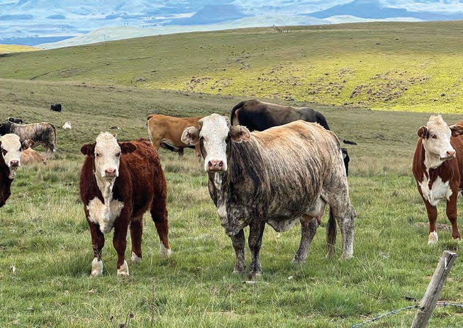 Circular agriculture in practice: A regenerative and profitable model