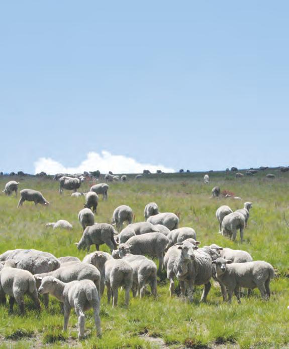 Smart vaccination solutions for healthier sheep