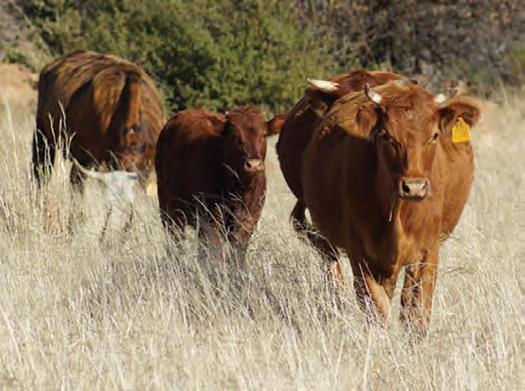 Asiatic redwater: The role of vaccination and disease reporting