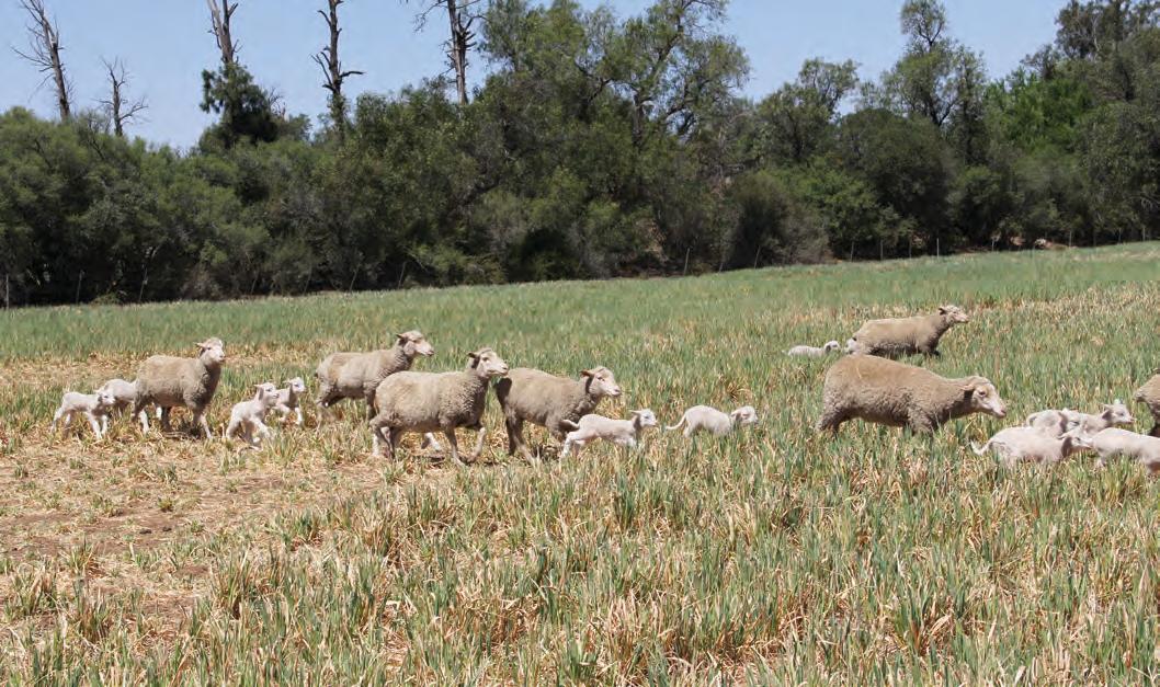 Molatek phosphate supplementation in livestock