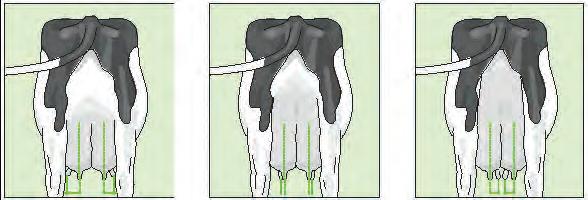 Udder conformation in dairy cows: Function versus aesthetics
