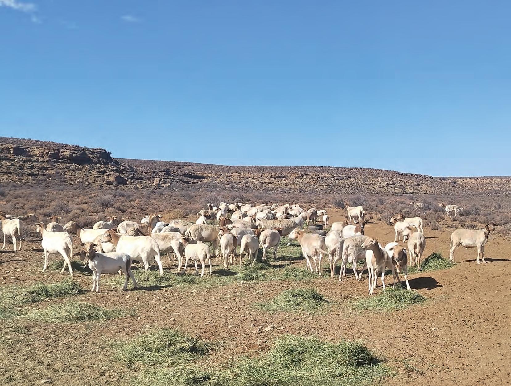 The dynamic dairy goats of Modderaskolk