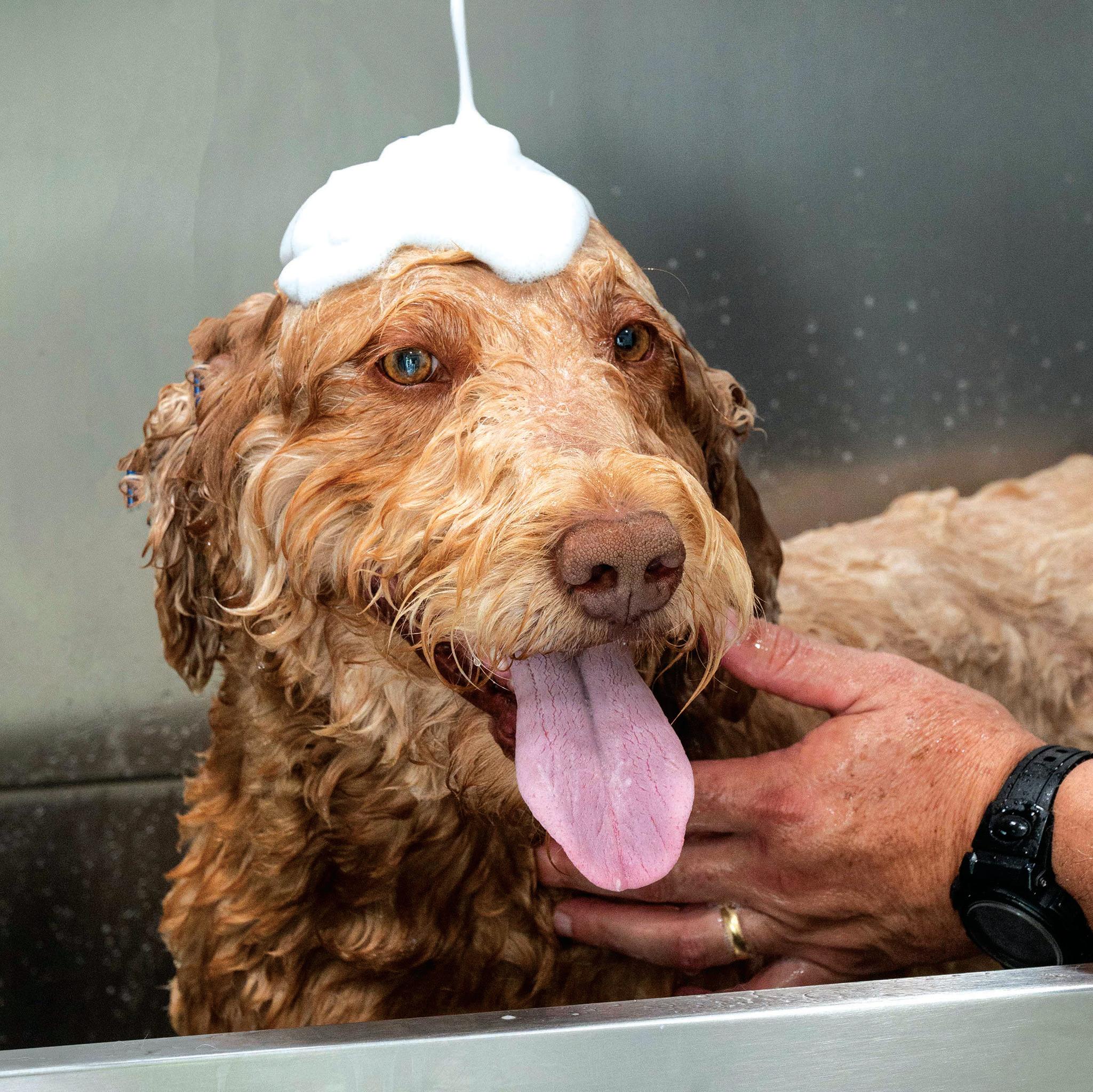 A Franchise for the Dogs